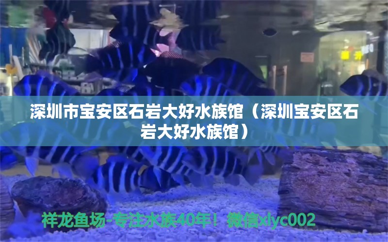 深圳市宝安区石岩大好水族馆（深圳宝安区石岩大好水族馆） 全国观赏鱼市场 第2张