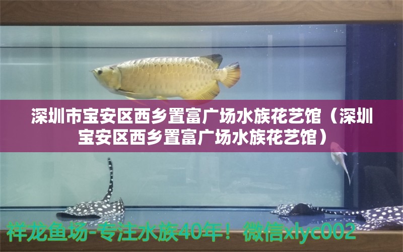 深圳市宝安区西乡置富广场水族花艺馆（深圳宝安区西乡置富广场水族花艺馆） 全国观赏鱼市场 第2张