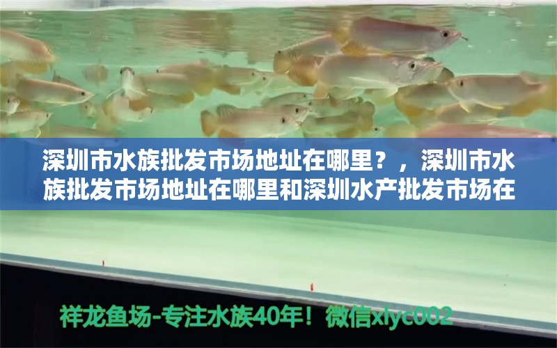 深圳市水族批发市场地址在哪里？，深圳市水族批发市场地址在哪里和深圳水产批发市场在哪里