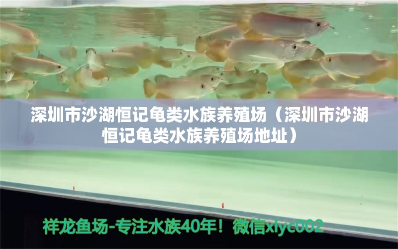 深圳市沙湖恒记龟类水族养殖场（深圳市沙湖恒记龟类水族养殖场地址） 乌龟