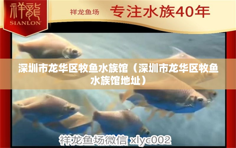 深圳市龙华区牧鱼水族馆（深圳市龙华区牧鱼水族馆地址）