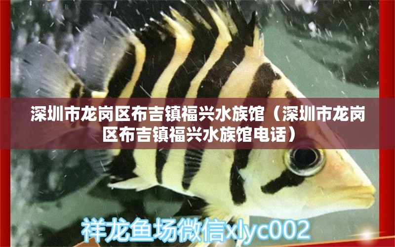 深圳市龙岗区布吉镇福兴水族馆（深圳市龙岗区布吉镇福兴水族馆电话）