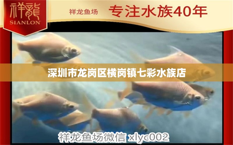 深圳市龙岗区横岗镇七彩水族店 全国水族馆企业名录