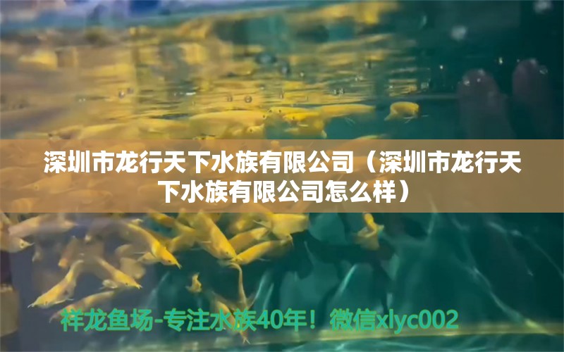 深圳市龙行天下水族有限公司（深圳市龙行天下水族有限公司怎么样）