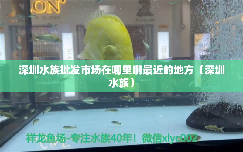 深圳水族批发市场在哪里啊最近的地方（深圳水族） 观赏鱼水族批发市场