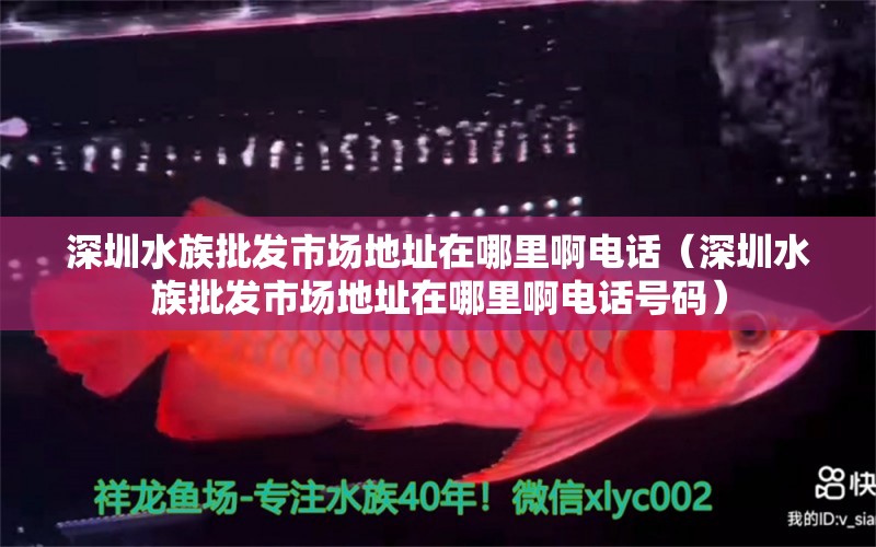 深圳水族批发市场地址在哪里啊电话（深圳水族批发市场地址在哪里啊电话号码）