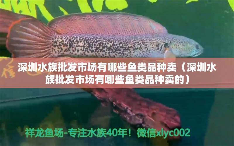 深圳水族批发市场有哪些鱼类品种卖（深圳水族批发市场有哪些鱼类品种卖的） 观赏鱼水族批发市场