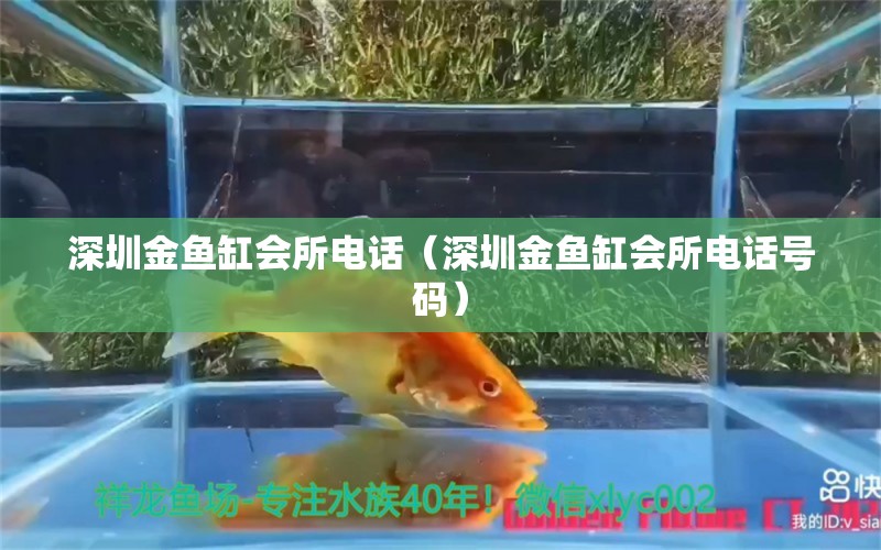 深圳金鱼缸会所电话（深圳金鱼缸会所电话号码） 祥龙水族医院