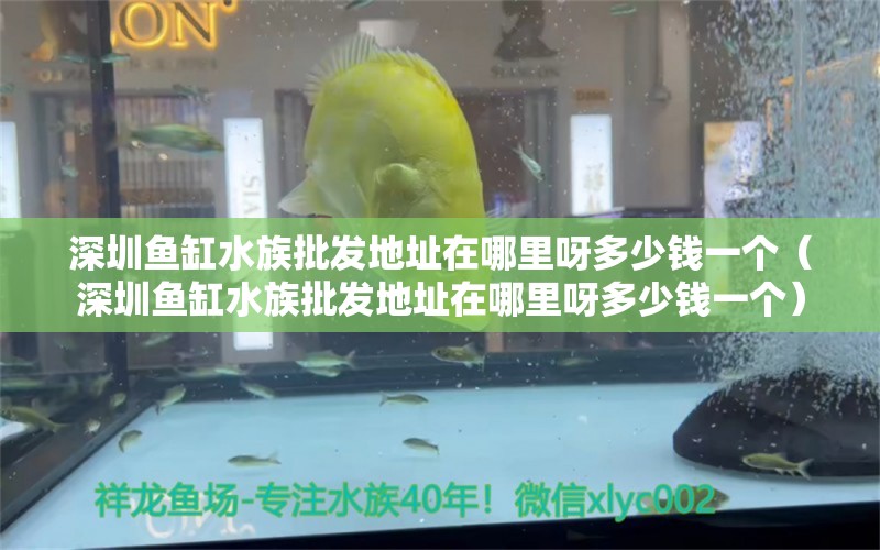 深圳鱼缸水族批发地址在哪里呀多少钱一个（深圳鱼缸水族批发地址在哪里呀多少钱一个）