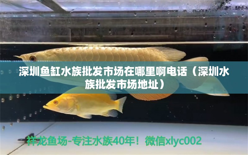 深圳鱼缸水族批发市场在哪里啊电话（深圳水族批发市场地址）