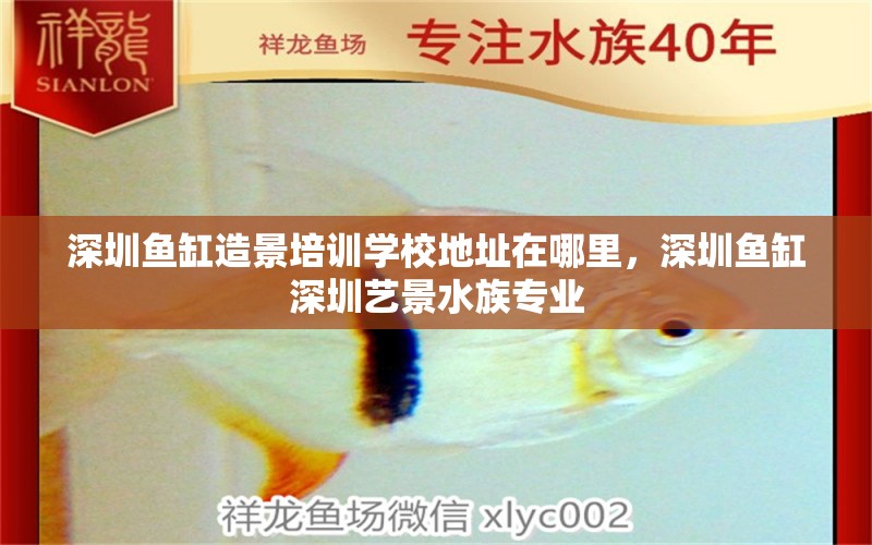 深圳鱼缸造景培训学校地址在哪里，深圳鱼缸深圳艺景水族专业