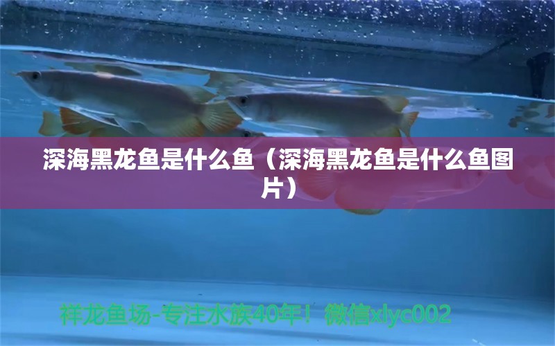 深海黑龙鱼是什么鱼（深海黑龙鱼是什么鱼图片）