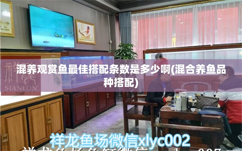 混养观赏鱼最佳搭配条数是多少啊(混合养鱼品种搭配) 红龙专用鱼粮饲料