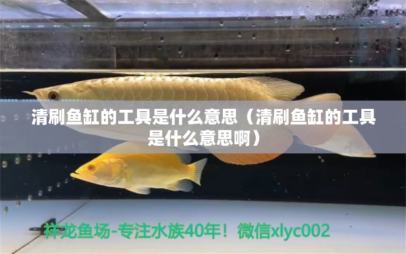 清刷鱼缸的工具是什么意思（清刷鱼缸的工具是什么意思啊） 细线银板鱼苗