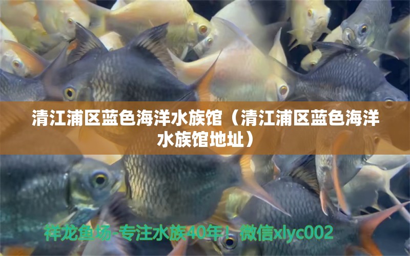 清江浦区蓝色海洋水族馆（清江浦区蓝色海洋水族馆地址） 全国水族馆企业名录