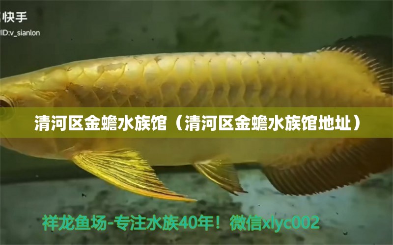 清河区金蟾水族馆（清河区金蟾水族馆地址）