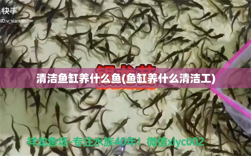 清洁鱼缸养什么鱼(鱼缸养什么清洁工) 委内瑞拉奥里诺三间鱼苗