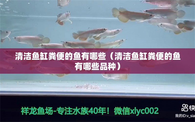 清洁鱼缸粪便的鱼有哪些（清洁鱼缸粪便的鱼有哪些品种）