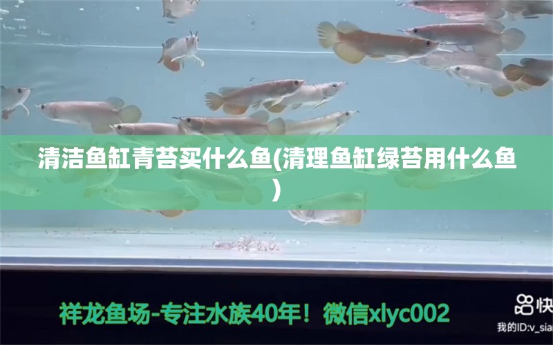 清洁鱼缸青苔买什么鱼(清理鱼缸绿苔用什么鱼) 照明器材 第1张