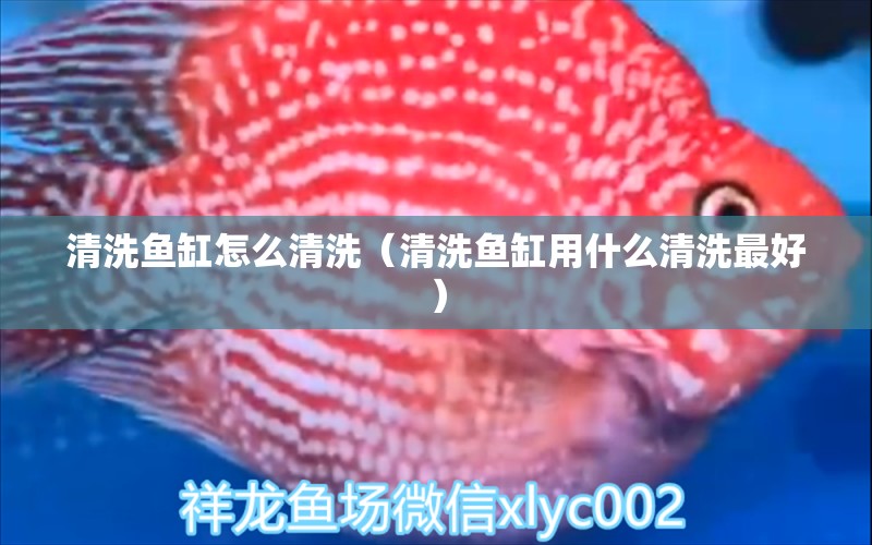 清洗鱼缸怎么清洗（清洗鱼缸用什么清洗最好） 锦鲤池鱼池建设