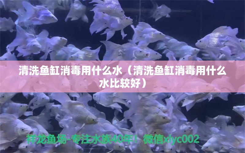 清洗鱼缸消毒用什么水（清洗鱼缸消毒用什么水比较好） 白子金龙鱼