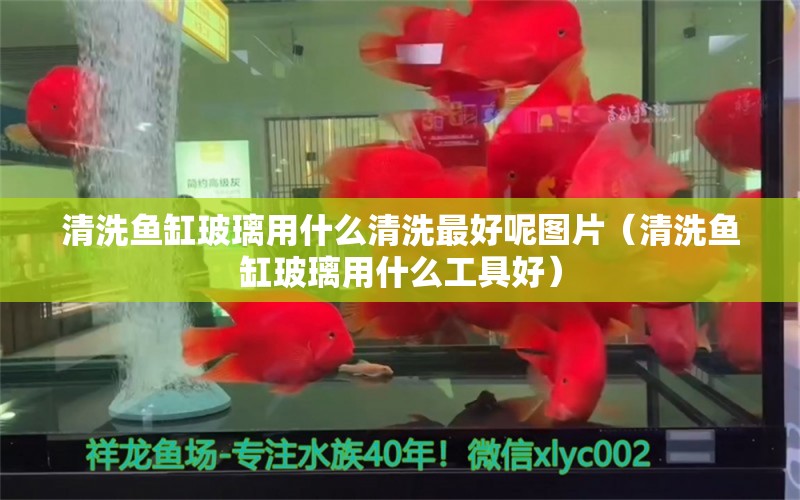 清洗鱼缸玻璃用什么清洗最好呢图片（清洗鱼缸玻璃用什么工具好） 祥龙水族医院