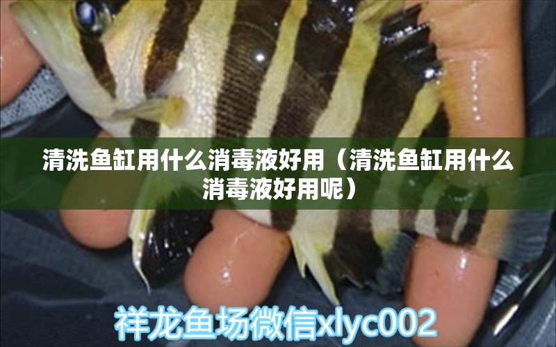 清洗鱼缸用什么消毒液好用（清洗鱼缸用什么消毒液好用呢） 过背金龙鱼