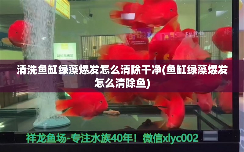 清洗鱼缸绿藻爆发怎么清除干净(鱼缸绿藻爆发怎么清除鱼) 稀有红龙品种