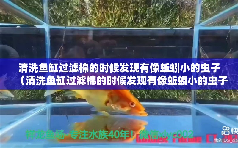 清洗鱼缸过滤棉的时候发现有像蚯蚓小的虫子（清洗鱼缸过滤棉的时候发现有像蚯蚓小的虫子怎么办）