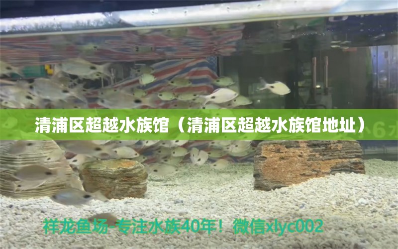 清浦区超越水族馆（清浦区超越水族馆地址）