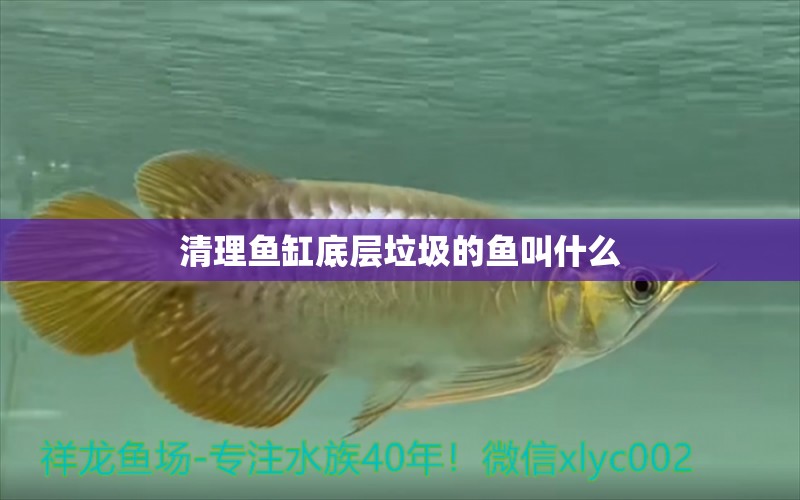 清理鱼缸底层垃圾的鱼叫什么 水族问答