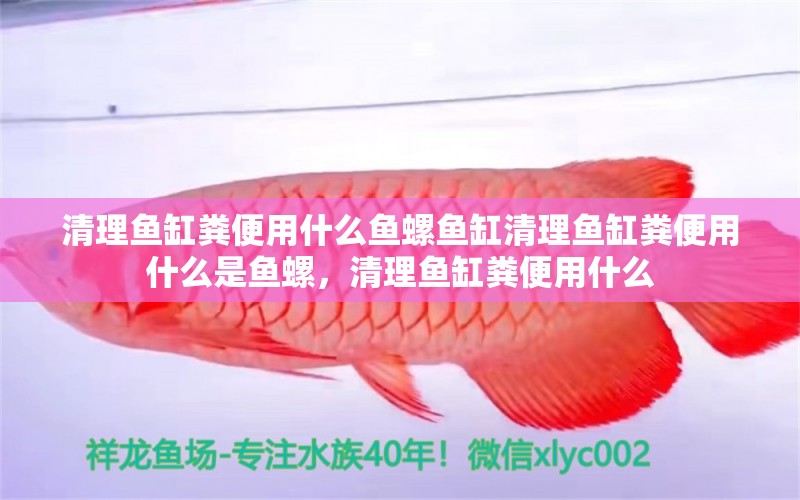 清理鱼缸粪便用什么鱼螺鱼缸清理鱼缸粪便用什么是鱼螺，清理鱼缸粪便用什么 粗线银版鱼苗 第2张