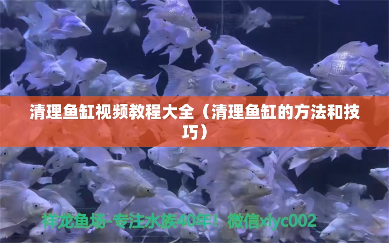 清理鱼缸视频教程大全（清理鱼缸的方法和技巧） 鱼缸百科