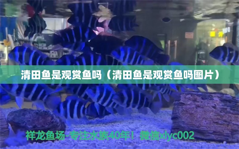 清田鱼是观赏鱼吗（清田鱼是观赏鱼吗图片） 祥龙水族医院