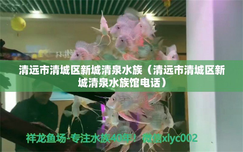 清远市清城区新城清泉水族（清远市清城区新城清泉水族馆电话）