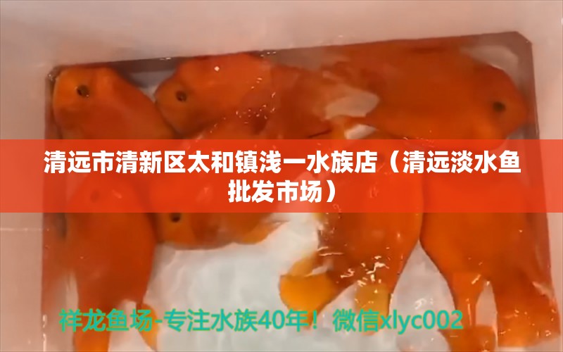 清远市清新区太和镇浅一水族店（清远淡水鱼批发市场）