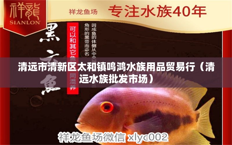 清远市清新区太和镇鸣鸿水族用品贸易行（清远水族批发市场）