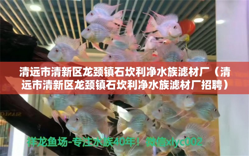 清远市清新区龙颈镇石坎利净水族滤材厂（清远市清新区龙颈镇石坎利净水族滤材厂招聘）