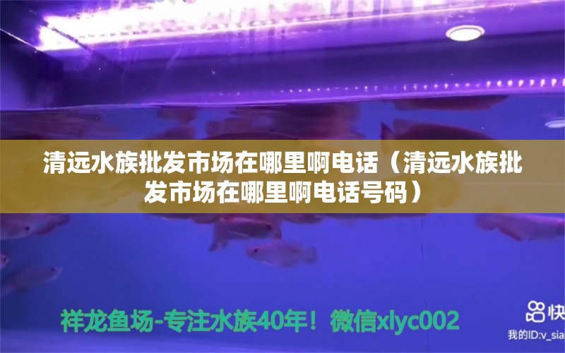 清远水族批发市场在哪里啊电话（清远水族批发市场在哪里啊电话号码）