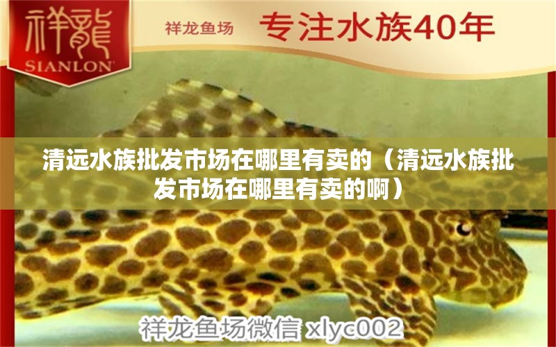 清远水族批发市场在哪里有卖的（清远水族批发市场在哪里有卖的啊）