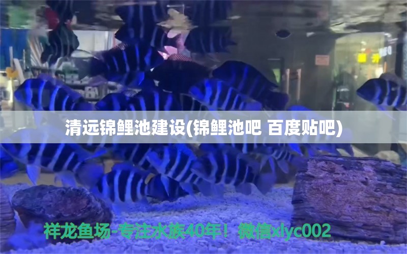 清远锦鲤池建设(锦鲤池吧 百度贴吧)