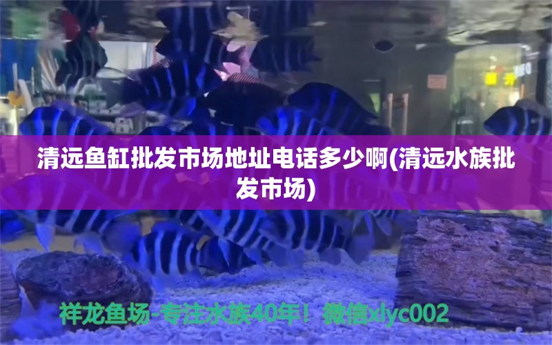 清远鱼缸批发市场地址电话多少啊(清远水族批发市场) 观赏鱼水族批发市场