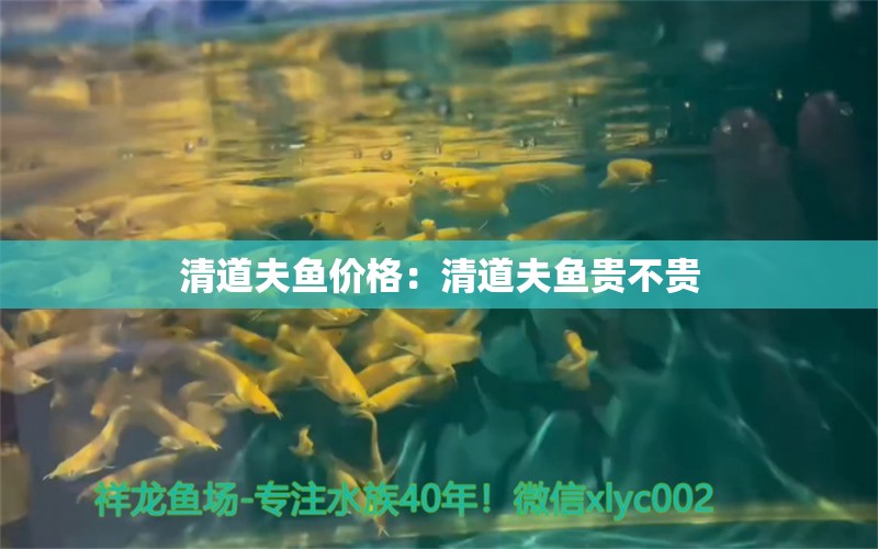 清道夫鱼价格：清道夫鱼贵不贵