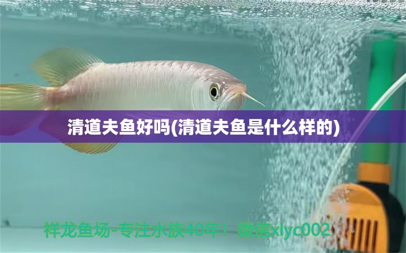 清道夫鱼好吗(清道夫鱼是什么样的) 海水鱼（海水鱼批发）