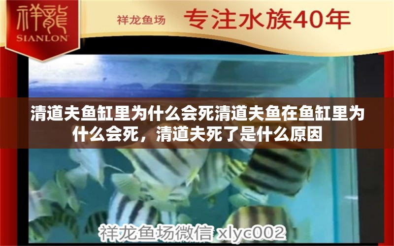 清道夫鱼缸里为什么会死清道夫鱼在鱼缸里为什么会死，清道夫死了是什么原因