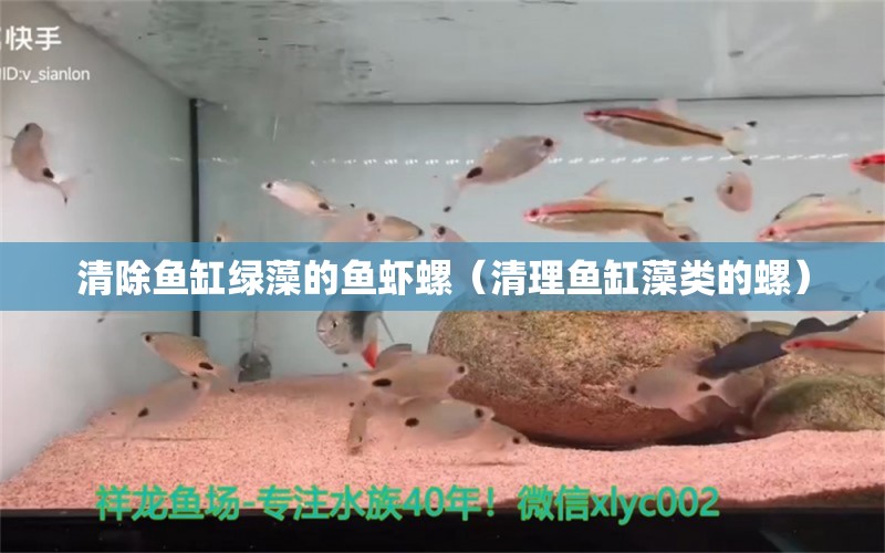 清除鱼缸绿藻的鱼虾螺（清理鱼缸藻类的螺）