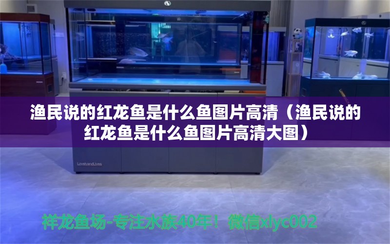 渔民说的红龙鱼是什么鱼图片高清（渔民说的红龙鱼是什么鱼图片高清大图） 印尼红龙鱼