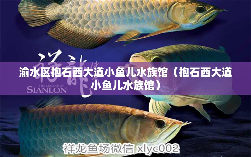 渝水区抱石西大道小鱼儿水族馆（抱石西大道小鱼儿水族馆） 全国观赏鱼市场 第2张