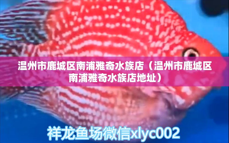 温州市鹿城区南浦雅奇水族店（温州市鹿城区南浦雅奇水族店地址）