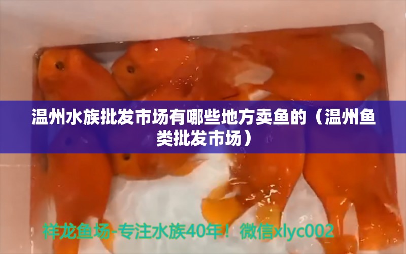 温州水族批发市场有哪些地方卖鱼的（温州鱼类批发市场） 速倍妥鱼粮鱼药